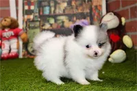 Teacup Prince, a  Pomeranian for sale in Boca Raton, FL – Photo 2 of 2