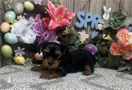 Yazy  – Yorkshire Terrier puppy for sale in Boca Raton, FL