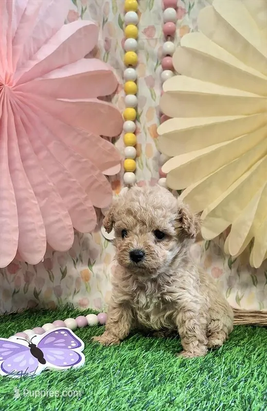 Peanut – Poodle - Miniature  puppy for sale in Boca Raton, FL