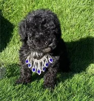 Prada, a female Pomeranian for sale in Boca Raton, FL – Photo 1 of 2