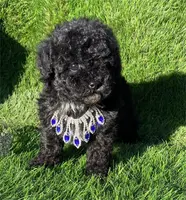 Prada, a female Pomeranian for sale in Boca Raton, FL – Photo 2 of 2