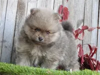 Pok, a male Pomeranian for sale in Boca Raton, FL – Photo 1 of 2