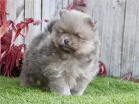 Pok, a male Pomeranian for sale in Boca Raton, FL – Photo 2 of 2