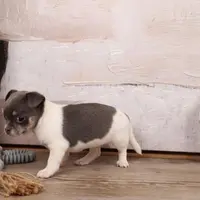 Cutie, a female Chihuahua for sale in Boca Raton, FL – Photo 3 of 3