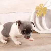 Cutie, a female Chihuahua for sale in Boca Raton, FL – Photo 2 of 3