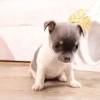 Cutie, a female Chihuahua for sale in Boca Raton, FL – Photo 1 of 3