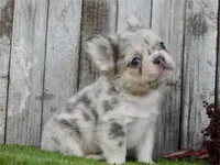 Fluffy Mini Frenchie, a male French Bulldog for sale in Boca Raton, FL – Photo 2 of 3