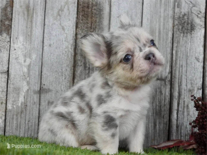 Fluffy Mini Frenchie
