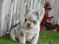 Fluffy Mini Frenchie, a male French Bulldog for sale in Boca Raton, FL – Photo 3 of 3