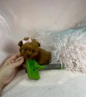 Adorable, a female Pomeranian for sale in Boca Raton, FL – Photo 4 of 4