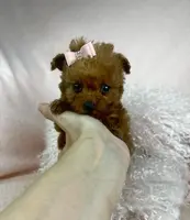 Adorable, a female Pomeranian for sale in Boca Raton, FL – Photo 2 of 4