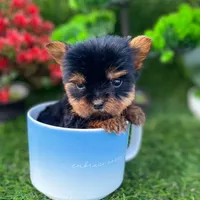 Jack Teacup, a male Yorkshire Terrier for sale in Boca Raton, FL – Photo 2 of 2