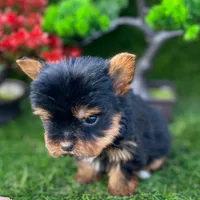 Jack Teacup, a male Yorkshire Terrier for sale in Boca Raton, FL – Photo 1 of 2