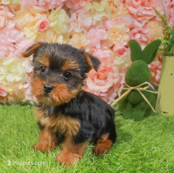 Amanda – Yorkshire Terrier puppy for sale in Boca Raton, FL