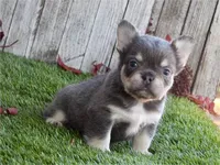 Marty, a male French Bulldog for sale in Boca Raton, FL – Photo 2 of 2