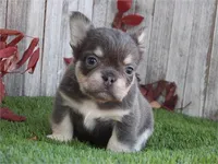 Marty, a male French Bulldog for sale in Boca Raton, FL – Photo 1 of 2