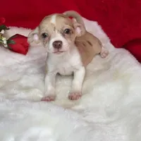Christine, a female Chihuahua for sale in Boca Raton, FL – Photo 1 of 2
