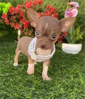 Candy, a female Chihuahua for sale in Boca Raton, FL – Photo 2 of 3