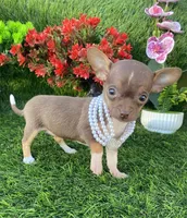 Candy, a female Chihuahua for sale in Boca Raton, FL – Photo 3 of 3