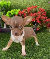 Candy, a female Chihuahua for sale in Boca Raton, FL – Photo 1 of 3