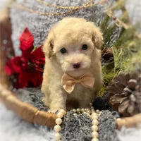 Peter, a male Poodle - Toy  for sale in Boca Raton, FL – Photo 1 of 3