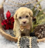 Peter, a male Poodle - Toy  for sale in Boca Raton, FL – Photo 1 of 3