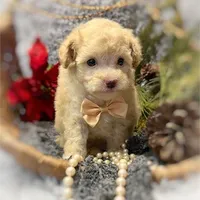 Peter, a male Poodle - Toy  for sale in Boca Raton, FL – Photo 3 of 3