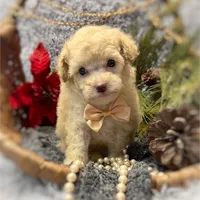 Peter, a male Poodle - Toy  for sale in Boca Raton, FL – Photo 2 of 3