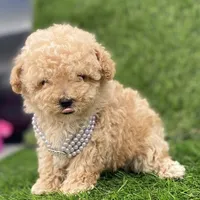 Pamela, a female Poodle - Toy  for sale in Boca Raton, FL – Photo 1 of 4