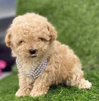 Pamela, a female Poodle - Toy  for sale in Boca Raton, FL – Photo 1 of 4