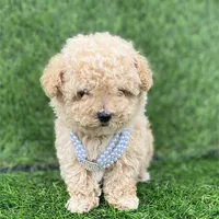 Pamela, a female Poodle - Toy  for sale in Boca Raton, FL – Photo 2 of 4