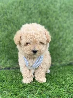 Pamela, a female Poodle - Toy  for sale in Boca Raton, FL – Photo 2 of 4