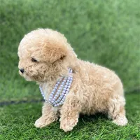 Pamela, a female Poodle - Toy  for sale in Boca Raton, FL – Photo 3 of 4