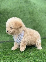 Pamela, a female Poodle - Toy  for sale in Boca Raton, FL – Photo 3 of 4