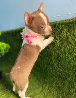 Adorable, a female Chihuahua for sale in Boca Raton, FL – Photo 2 of 2