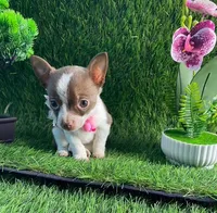 Adorable, a female Chihuahua for sale in Boca Raton, FL – Photo 1 of 2