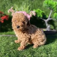 Phillip, a male Poodle - Toy  for sale in Boca Raton, FL – Photo 1 of 2