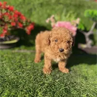 Phillip, a male Poodle - Toy  for sale in Boca Raton, FL – Photo 2 of 2