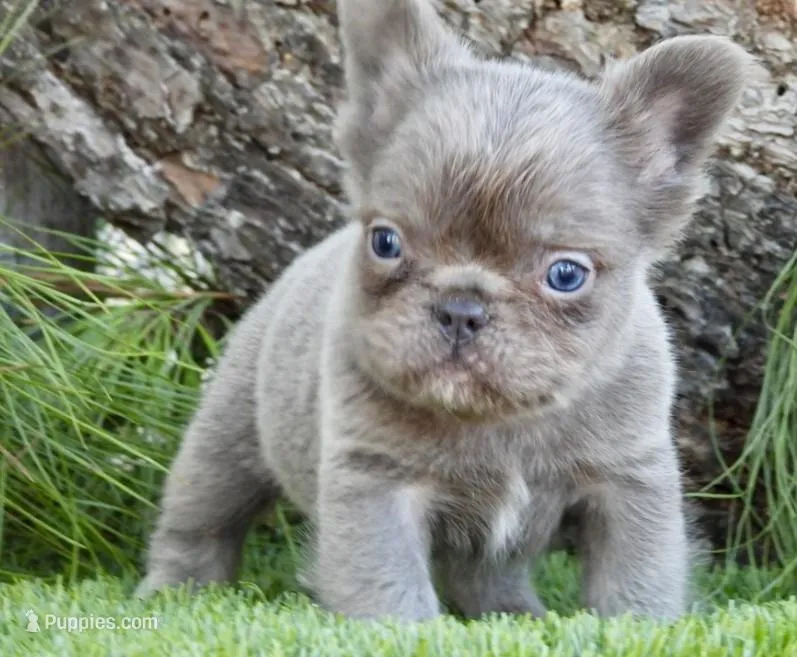 Fabis – French Bulldog puppy for sale in Boca Raton, FL