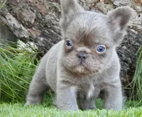 Fabis, a male French Bulldog for sale in Boca Raton, FL – 1 of 1