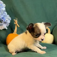 Connie Teacup, a male Chihuahua for sale in Boca Raton, FL – Photo 2 of 2