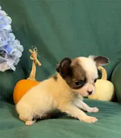 Connie Teacup, a male Chihuahua for sale in Boca Raton, FL – Photo 2 of 2