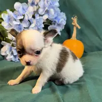 Connie Teacup, a male Chihuahua for sale in Boca Raton, FL – Photo 1 of 2