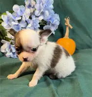 Connie Teacup, a male Chihuahua for sale in Boca Raton, FL – Photo 1 of 2