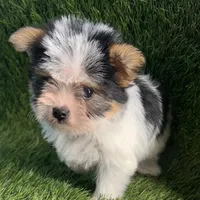 Teacup, a male Biewer for sale in Boca Raton, FL – Photo 3 of 3