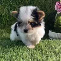 Teacup, a male Biewer for sale in Boca Raton, FL – Photo 2 of 3