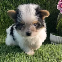 Teacup, a male Biewer for sale in Boca Raton, FL – Photo 1 of 3