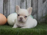 Christy, a female French Bulldog for sale in Boca Raton, FL – 2 of 2