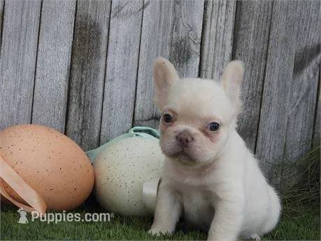 Christy – French Bulldog puppy for sale in Boca Raton, FL