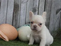 Christy, a female French Bulldog for sale in Boca Raton, FL – 1 of 2